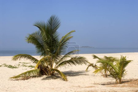 Dos cocoteros plantados en arena en la playa de Malpe, mar Arábigo, a 4 kilómetros de Udupi, Karnataka, India