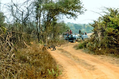 Foto de Tiger crossing forest path, Los turistas en jeeps, Tadoba Wildlife Sanctuary, Chandrapur, Maharashtra, India, Asia - Imagen libre de derechos