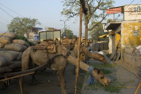 Photo for Camel cart loaded with jute bags grazing grass ; Jaipur ; Rajasthan ; India - Royalty Free Image