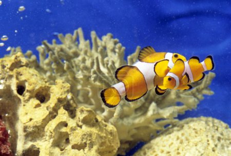 Photo for Fishes , Clown fish in water - Royalty Free Image