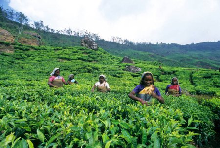 Foto de Mujeres arrancando hojas de té Munnar plantación de té Kerala India - Imagen libre de derechos