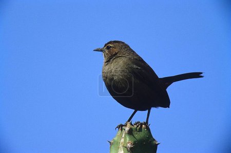 Téléchargez les photos : Oiseaux, Robin des bois femelle (Saxicoloides fulicata), Kokkare Bellur, Bangalore, Karnataka, Inde - en image libre de droit