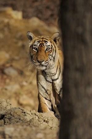 Curious wild tiger staring at the camera from behind a tree trunk in Ranthambhore tiger reserve, India