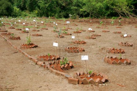 Baumschule für ayurvedische Heilpflanzen; Universität Pune; Pune; Maharashtra; Indien