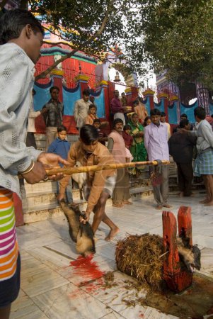 Téléchargez les photos : Sacrifice religieux de chèvre au temple Rajrappa et au temple Maa Chhinna Mastika, Rajrappa, Jharkhand, Inde - en image libre de droit