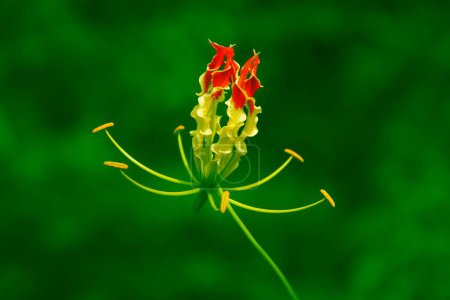 Photo for African fire lily, visakhapatna, andhra pradesh, India, Asia - Royalty Free Image