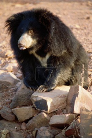 Himalayan Black Bear , Bhopal , Madhya Pradesh , India
