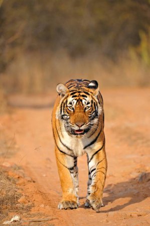 Tiger Panthera Tigris Tigris bewegt sich auf Waldwegen, Ranthambore Nationalpark, Rajasthan, Indien