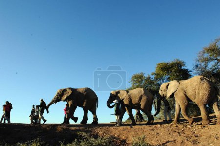 Téléchargez les photos : Les gens jouent avec les éléphants, Afrique du Sud - en image libre de droit