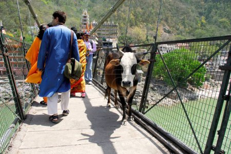 Foto de Becerro y personas caminando en Laxman jhoola, Rishikesh, Uttaranchal Uttarakhand, India - Imagen libre de derechos