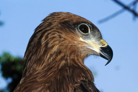 Bird s , Eagle , Bird of Prey , Pariah Kite , Pariah Kite