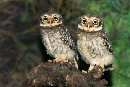 Téléchargez les photos : Oiseaux, Owlets, Chouette tachetée Athene brama, Inde - en image libre de droit
