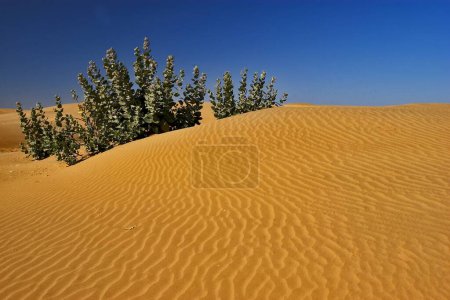 Foto de Thar Desert Plants in Sand Dunes , Sam Sand Dunes , Jaisalme r, Rajasthan , India - Imagen libre de derechos