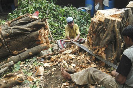 Photo for Men cutting down huge tree with saw in Bombay Mumbai, Maharashtra, India - Royalty Free Image