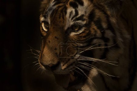 Tête d'un tigre du Bengale dans le parc national de Ranthambhore en Inde