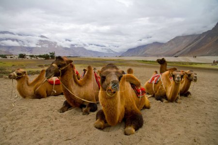 Photo for Bactrian camels, Hunder village, Nubra Valley, Ladakh, Kashmir, India, Asia - Royalty Free Image