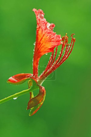 Gulmohar flower, visakhapatnam, andhra pradesh, India, Asia
