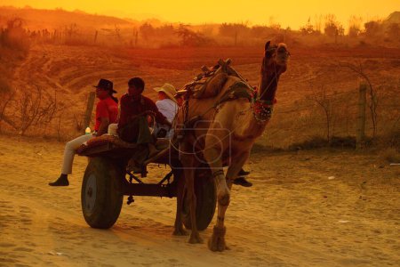 Photo for People travelling in camel cart at sunset for Pushkar fair ; Rajasthan ; India - Royalty Free Image