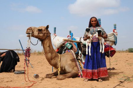 Foto de Mujer tribal gitana con ovejas y camello, Kutch, Gujarat, India - Imagen libre de derechos