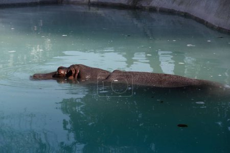 Foto de Hipopótamo en el zoológico de Mahendra Choudhary, Patiala, Punjab, India, Asia - Imagen libre de derechos
