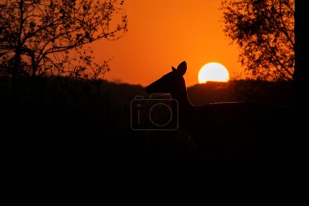 Téléchargez les photos : Portrait d'un axe de cerf tacheté silhouette contre le soleil couchant dans le parc national de Ranthambhore, Inde - en image libre de droit