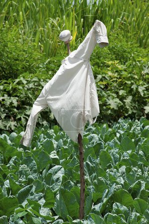 Scarecrow in farm of cauliflower brassica oleracea ; Ozar ; Pune ; Maharashtra ; India 2010