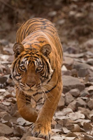 Wild tiger stalking towards the camera while hunting in Ranthambhore national park in India