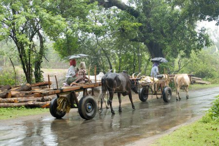 Foto de Carros de bueyes en carretera en monzón; Kerala; India - Imagen libre de derechos