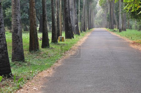 Foto de Carretera, Jardín Botánico, Bengala Occidental, India - Imagen libre de derechos