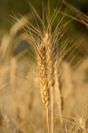Photo for Wheat field, Pune, Maharashtra, India - Royalty Free Image