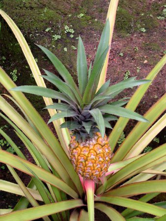 Foto de Alimentos, Frutas Piña (Ananas comosus) - Imagen libre de derechos