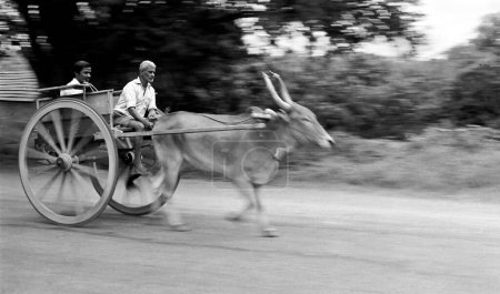 Photo for Old man riding bullock cart , Coimbatore , Tamil Nadu , India - Royalty Free Image