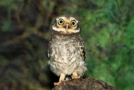Téléchargez les photos : Oiseaux, Owlets, Chouette tachetée Athene brama, Inde - en image libre de droit