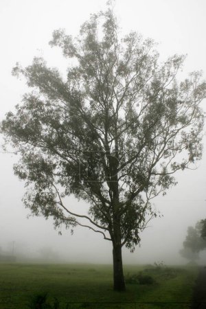Foto de Paisaje de monzón brumoso; Panhala; Kolhapur; Maharashtra; India - Imagen libre de derechos