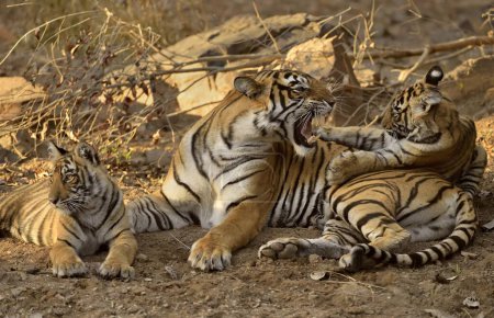 Téléchargez les photos : Tigre sauvage mère avec ses deux petits oursons dans la réserve de tigre Ranthambhore, Inde - en image libre de droit