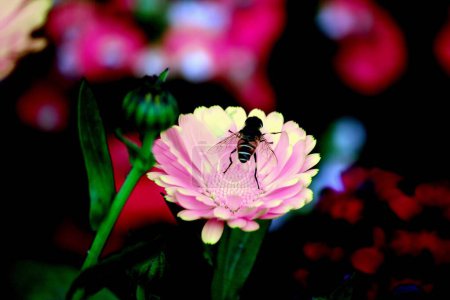 Téléchargez les photos : Fleurs dans la nature, Patul tumbri - en image libre de droit