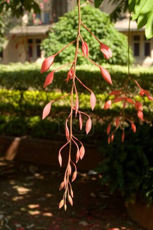 Photo for Red flower pride of orchid Marathi name ratanjyot amhersita nobilis very rare tree in Mumbai - Royalty Free Image