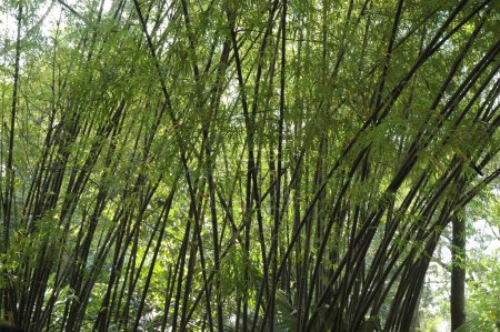 Téléchargez les photos : Bambous dans le monde du safari et parc marin, Pattaya, Bangkok, Thaïlande - en image libre de droit