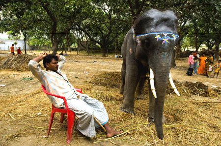 Foto de Elefante con dueño en la feria de ganado de Sonepur; Bihar; India NO MR - Imagen libre de derechos