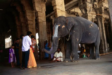 Photo for Seeking elephants blessing shree rangam temple, trichi, kerala, india - Royalty Free Image