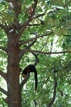 Indisches Riesenhörnchen, Kurumba Village Resort, Hillgrove, Karamadai, Burliyar, Nilgiris, Tamil Nadu, Indien