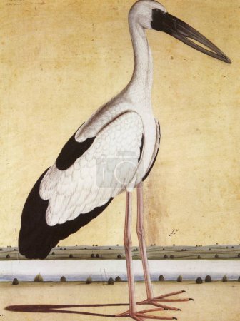 Aves; Cigüeña de pico abierto; India 1995