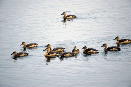 Birds ; siberian lesser whistling ducks dendrocygna javanica in water in Santrgachhi lake ; Howrah ; West Bengal ; India