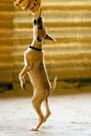 Foto de Pequeño perro o cachorro en el estado de ánimo de juego y saltar tratando de coger tela - Imagen libre de derechos