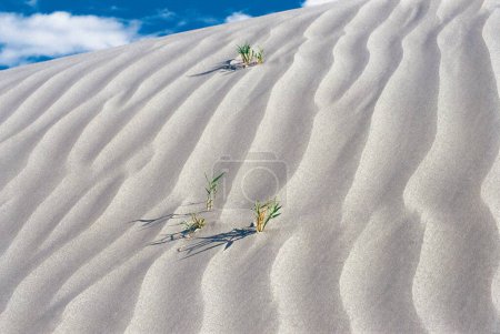 Photo for Sand Dunes, Nubra Valley, Ladakh, Kashmir, India, Asia - Royalty Free Image