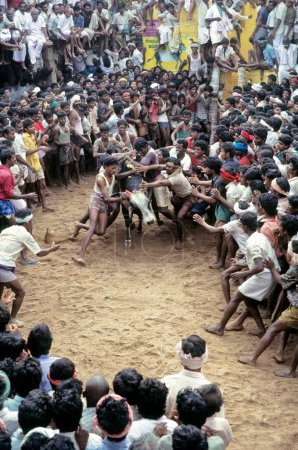 Photo for Jallikattu bull taming at Alanganallur near Madurai, Tamil Nadu, India - Royalty Free Image