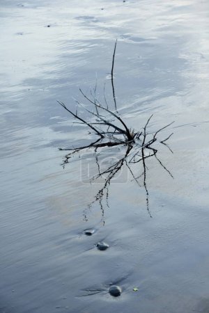 Photo for Twigs reflection on wet sand, Bhagal beach, Valsad, Gujarat, India, Asia - Royalty Free Image