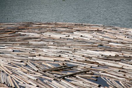 Téléchargez les photos : Grumes de bois flottant sur l'eau conservées pour assaisonnement près du point d'écho au lac Munnar ; Kerala ; Inde - en image libre de droit