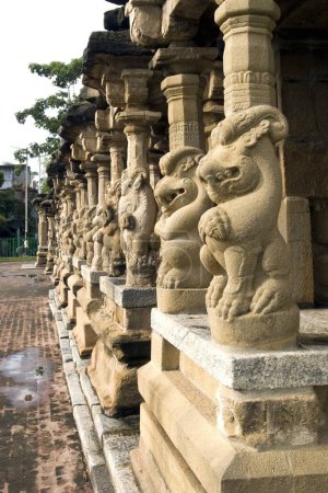 Téléchargez les photos : Piliers Yali ; temple Kailasanatha en grès construit par le roi Pallava Narasimhavarman & son Mahendra huit siècle à Kanchipuram ; Tamil Nadu ; Inde - en image libre de droit