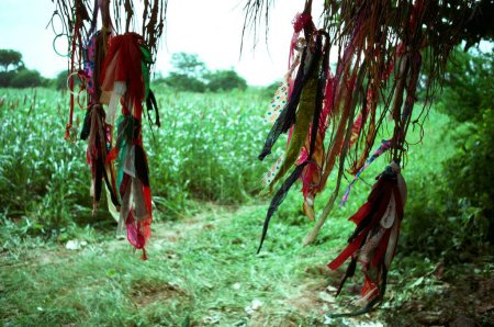 Superstición Atar brazaletes y cintas a raíz de árbol, feria Tarnetar, Gujarat, India